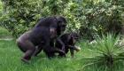 قرود الشمبانزي و"البونوبو" من أصل واحد