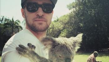 جستن تمبرليك يحمل حيوان الكوالا