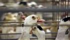 سول: سلالة شديدة العدوى لإنفلونزا الطيور في مزرعتين