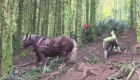 خيول فرنسية تعيد إعمار غابة تاريخية