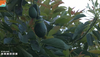 الأفوكادو ينتشر في المكسيك