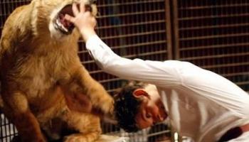 تدريب الأسود