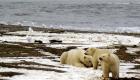 ذوبان الثلوج قد يخفض أعداد الدببة القطبية بمقدار الثلث