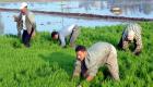  مصر تلغي مناقصة لتوريد الأرز المحلي
