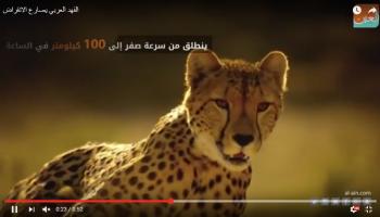 الفهد العربي