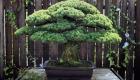 هذه الشجرة عمرها 391 سنة ونجت من "هيروشيما" 