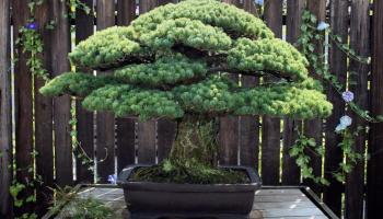 شجرة بونساي