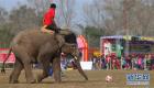 بالصور.. أفيال تلعب كرة القدم بمهرجان في نيبال 