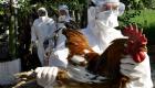 بلغاريا تعدم المزيد من الدواجن مع انتشار إنفلونزا الطيور