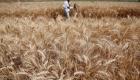 روسيا تسعى للتفاوض مع مصر حول إمدادات القمح