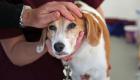حملة عالمية لإنقاذ 60 ألفا من الموت بـ"داء الكلب"