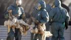 فرنسا تلجأ إلى "الإعدام الجماعي" لمواجهة إنفلونزا الطيور