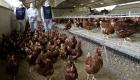 أمريكا.. حالة إصابة بإنفلونزا الطيور في ولاية مونتانا