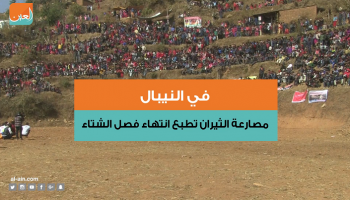 مصارعة الثيران في نيبال