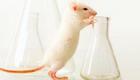 لأول مرة: استزراع بنكرياس داخل فأر