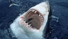 هجمات أسماك القرش على البشر "تصيب" السياحة الأسترالية 