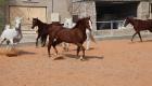 ثقافة الخيول والسباقات تجمع تراث الإمارات مع اتحاد الفروسية