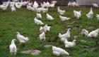إيطاليا تسجل 5 حالات لإنفلونزا الطيور 
