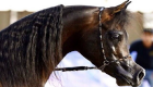 حصان عربي مهجن يستعد للقب "الأجمل في العالم"