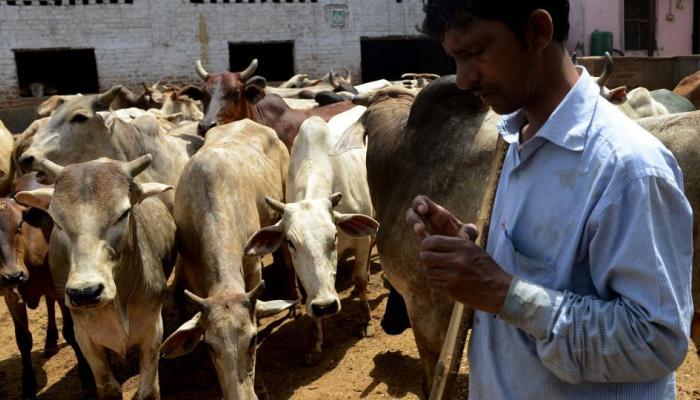 أول مؤتمر وطني في الهند لحماية الأبقار
