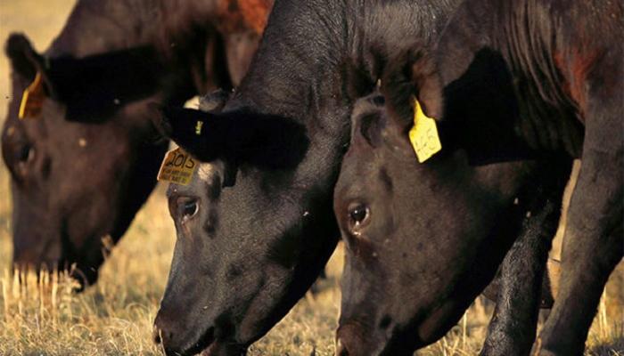 مراكز صحية لعلاج البقر مجانا