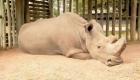 وحيد القرن الأبيض على شفا الانقراض.. والذكر "سودان" آخر أمل