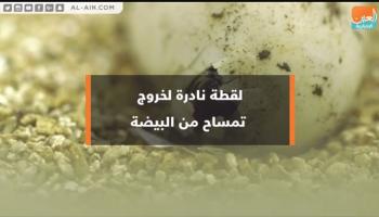 لقطة نادرة لخروج تمساح من البيضة
