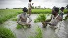 تراجع قياسي لصادرات الأرز البسمتي الهندي إلى أوروبا