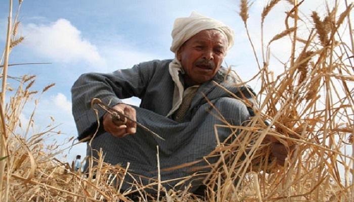 مصر هي أكبر مستورد للقمح في العالم