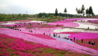حديقة اليابان الوردية.. لمسة من الهدوء والاسترخاء