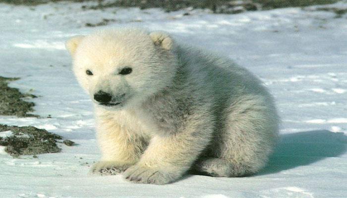 صور الدب القطبي