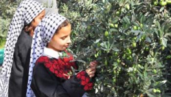 موسم قطف الزيتون في فلسطين - أرشيف