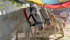 حفلات الزفاف الهندية بدون خيول خوفا من وباء "الرعام"