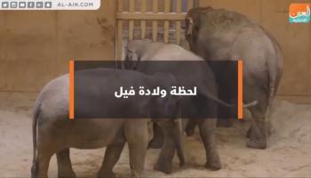 لحظة ولادة فيل 