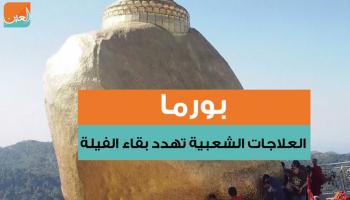 العلاجات الشعبية المنتشرة في بورما تهدد بقاء الفيلة