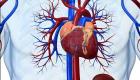 خلايا جذعية تجدد فرص شفاء خلايا القلب المدمرة