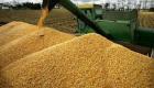 المغرب سيشتري 263 ألف طن من القمح اللين 