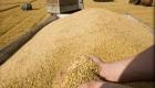 "القمح بالتبريد"حائر بين الري والزراعة في مصر