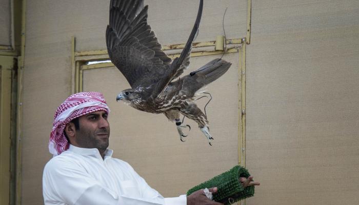 الصقر