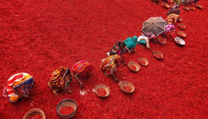 عاملات في حقول بنجلاديش