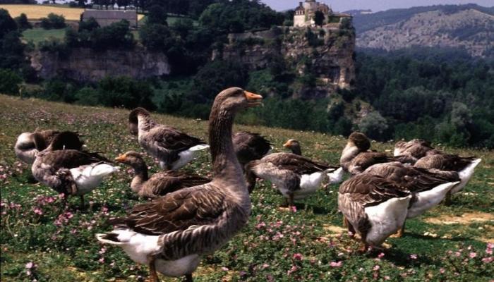 كبد الأوز من الأكلات الفرنسية الشهيرة والغالية
