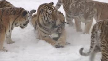 النمور الجائعة تلتهم الطائرة