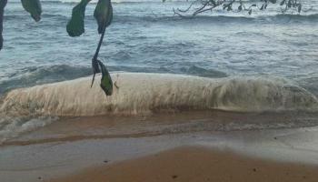 المخلوق الغريب يشبه الحوت 