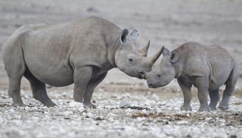 النمر ووحيد القرن يواجهان تهديدات بالغة