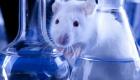 بالصور.. علماء يبتكرون أول "جنين" صناعي لفأر