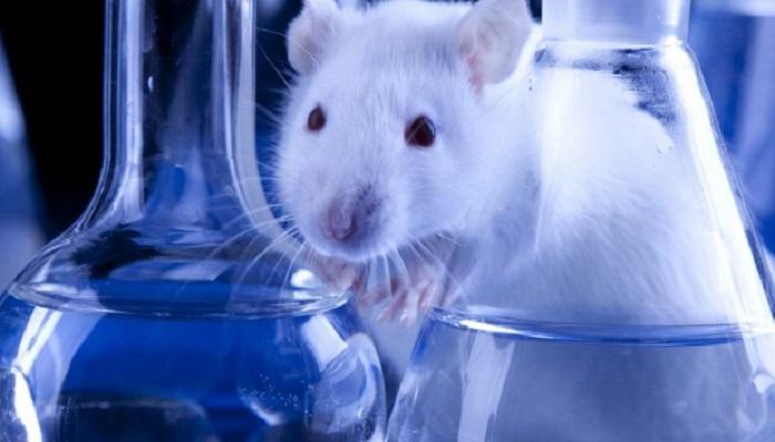 العلماء اعتمدوا على خلايا جذعية لفئران