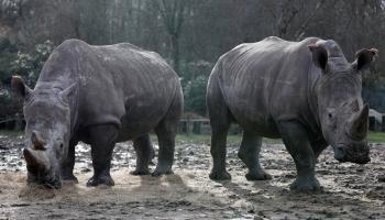 قتل وحيد قرن أبيض في فرنسا وسرقة قرنه