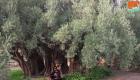 وزارة الزراعة الفلسطينية توظف حارسا لأقدم شجرة زيتون