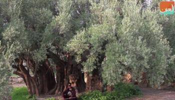 أقدم شجرة زيتون في فلسطين