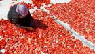"الطماطم الفاسدة"..مزارعو تركيا ضحية غضب بوتين على أردوغان